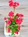 50 Pcs / Bag, Euphorbia Milii Seeds,euphorbia Splendens,potted Plants, Planting Seasons, Flowering Plants