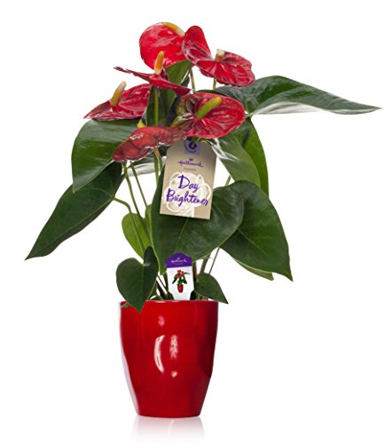 Hallmark Flowers Happy Hearts Red Anthurium in 5-Inch Red Ceramic Container - Thumbnail 4