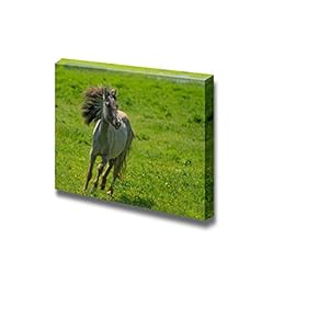 Wild Horse Running in a Sunny Meadow Grassland...