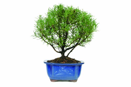 Brussel's Rosemary Bonsai - Medium - (Outdoor)