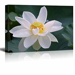 Canvas Prints Wall Art - Lotus Flower with Bee | Modern Wall Decor/Home Decoration Stretched Gallery Canvas Wrap Giclee Print. Ready to Hang - 12" x 18"