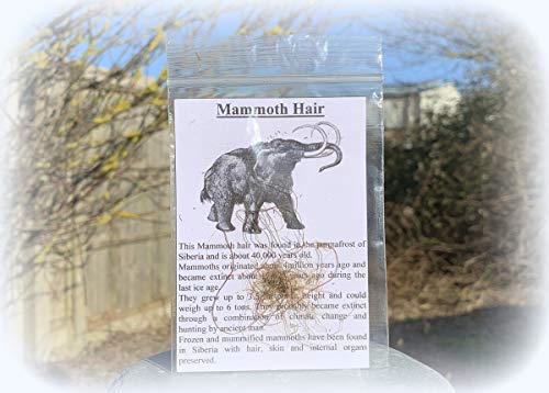 Real Mammoth Hair Fossil Pleistocene Siberia FS9412 100% Genuine