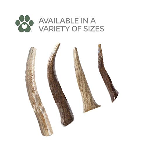 Pet Parents Gnawtlers® Premium Elk Antlers for Dogs, Naturally Shed