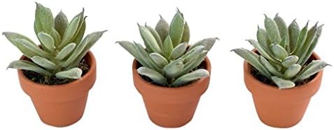 Faux Mini Succulent Sedum Terra Cotta Clay Trio Arrangement - Potted