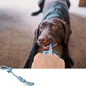 ziidoo Giochi Cane,12 Pezzi Giochi per Cani,Giocattoli di Corda Cane per Cani Grandi Giochi Cane Cucciolo ziidoo ziidoo Giochi Cane,12 Pezzi Giochi per Cani,Giocattoli di Corda Cane per Cani Grandi Giochi Cane Cucciolo