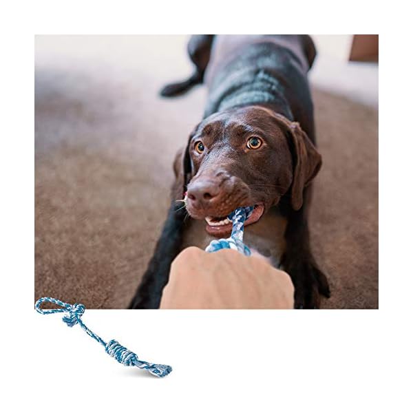 ziidoo Giochi Cane,12 Pezzi Giochi per Cani,Giocattoli di Corda Cane per Cani Grandi Giochi Cane Cucciolo ziidoo ziidoo Giochi Cane,12 Pezzi Giochi per Cani,Giocattoli di Corda Cane per Cani Grandi Giochi Cane Cucciolo