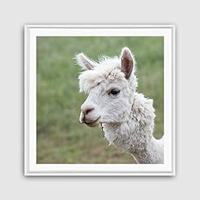 Framed Canvas Wall Art Alpaca Canvas Prints Home Artwork Decoration for Living Room,Bedroom - 16x16 inches
