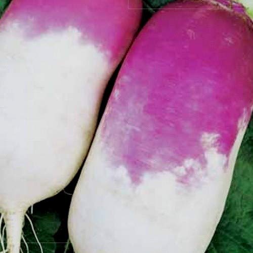 Turnip Purple Top White Globe up to 20 Seeds