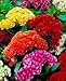 CELOSIA (ARGENTEA VAR CRISTATA) “TEMPLE BELLS MIX” FANTASTIC VELVETY CRESTED BLOOMS A REAL SHOW STOPPER APPROX 100 SEEDS