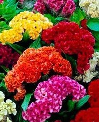CELOSIA (ARGENTEA VAR CRISTATA) CELOSIA (ARGENTEA VAR CRISTATA)