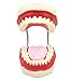 SMKF Large Anatomical Teeth Models - Dentist Teaching Oral Hygiene Model 8.66 * 5.9 * 5.5 inches