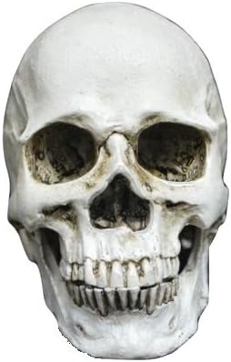 [Pranadesign] your best to, such as the interior of the room! Skull Skull Skull figures small realistic palm-sized skeleton model ornament drawing art anatomy amount joint separation type