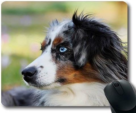 golden retriever merle