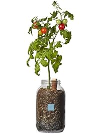 Back to the Roots Self-Watering Planter, Tomato