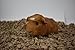 Healthy Pet HPCC Natural Bedding, 30-Liter