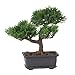 Nearly Natural 8.5in. Bonsai Silk Plant Collection (Set of 3)