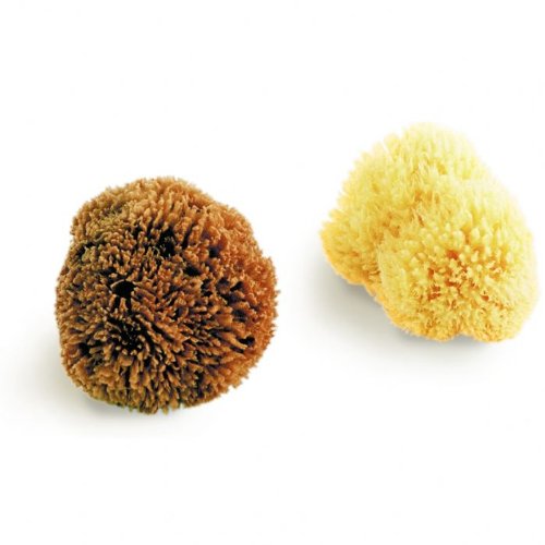 Natural Sea Sponge Grass Sponge 3.5 4"" Amazon.co.uk Beauty