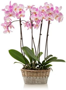 From You Flowers - Elegant Pink Orchids - Gray Container