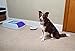 PetSafe Indoor Radio Fence for Cats and Dogs, Transmitter Only, Adjustable Range Up to 10 feet Radius, Tone and Static Correction - from The Parent Company of Invisible Fence Brand