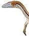 Safari Ltd. Coelophysis Figurine - Detailed 7.25