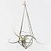 NCYP Rustic Style Freestanding Hanging Metal Tillandsia Air Plant Rack Bronze Color 10 inches Height Quadrilateral Pyramid Shape Geometric No Plants