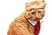 Prymal Comfort Cat Costume for Halloween, Parties and Pictures