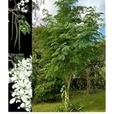 Moringa Seeds - Perennial Tree - 50 Seeds