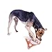 Outward Hound Kyjen 32052 Bottle Buddies Monkey Squeaker Dog Plush Chew Toys, Large, Orange