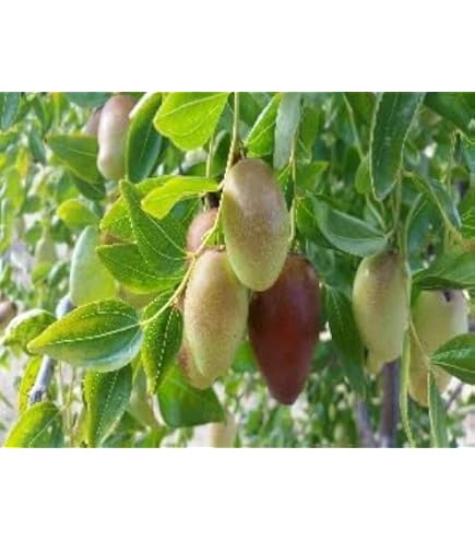 Amazon.com : 9EzTropical - Jujube GA866 Tree - 3 to 4 Feet Tall