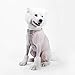 Soft Mesh Dog Harness Cat Harness No Pull Comfort Padded Vest for Puppy or Cat