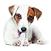 Nylabone Dental Dinosaur Power Chew Toy for Dogs, Dog Toys for Aggressive Chewers, Chicken Flavor, Small - Up to 25 lbs, 1 Count