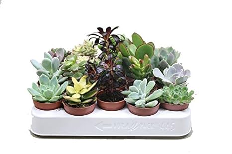 Sukkulenten, Mischung, je im 5,5cm Topf, Starter Set (20 Pflanzen im Set)
