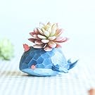 SUN-E Cute Green Crocodile Blue Elephant Whale Succulent Plants Personalized Office House Balcony Landscape Creative Decorative Flower Pots (The whale)
