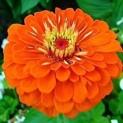 Semi Zinnia Lilliput Arancione Fiore Zinnia Elegans Lilliput Orange 50 Semi Amazon It Giardino E Giardinaggio