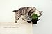 Catastrophic Creations Cat Planter Shelf — Standalone Planter Shelf/Add to Wall Mount Cat Furniture — Cat Climbing Shelves — Cat Floating Shelves — Cat Wall Shelves for Indoor Cats