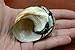 Small South Africa Sarmaticus Turbo Hermit Crab Sea Shell 2