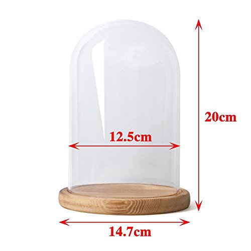 Reelva Decorative Clear Glass Cloche Bell Jar Display Case (D12.5cmH20cm)