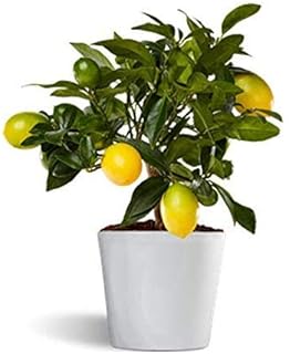 Calamondin - naranjo enano de interior - cítricos comestibles ...