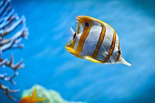 Eric434Keats Aquarium Fish - E -Art Picture Poster Photo Print Canvas Prints Wall Art Home Decor - 16"X24"