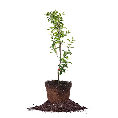 PERFECT PLANTS Red Delicious Apple Tree 1 Gallon Live Fruit Trees For