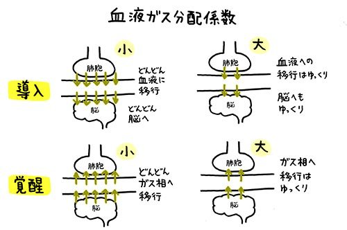 全身麻酔を分かりやすく解説 薬剤師国家試験 マインドマップ薬学