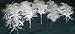10 Pcs.- Ostrich Feathers Special 17-20