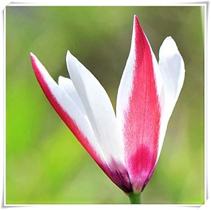 Amazon チュウリップ種 春に植えられたチューリップ球根 奇妙な花 明るい色 独特の色が素晴らしいので 種をまくのは難しくありません 白い 15 球根 花