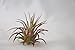 10 or 12 Pack of Assorted Tillandsia Air Plants