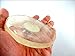 JET Selenite Orgone Tea Coaster Flower of Life Round 40 Page Booklet Jet International Crystal Therapy India