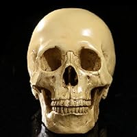 YXFYXF Human Head Skull Skeleton Resin Model School Biology Teaching Tool Lab Supplies, Human Skull Bone Model Has a Removable Jaw, Halloween Party Decorations,Yellow