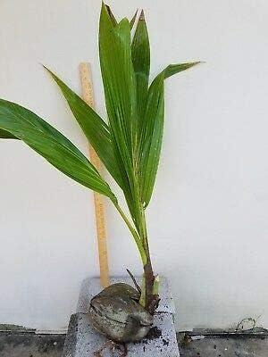 1 Live Coconut Palm Tree Large Sprouted Seed Ready to Plant NHKM17