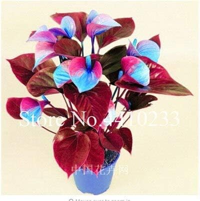 Chitrothu New 120pcs Anthurium Linden Araceae Flower Seeds for Easy to Grow Sky Blue Pink