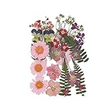 Multiple Real Pressed Dried Flowers Natural Pressed Flowers for Scrapbooking Crafts Nail Art Soap Candle Resin Making