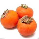 Japanese Persimmon,(25 Seed ) Asian Persimmons(Diospyros kaki-Fuyu) Tree Shrub